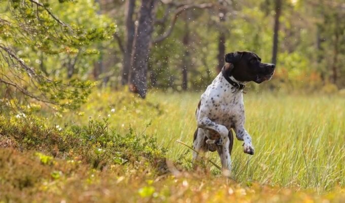 – Cẩm nang nuôi chó Old Danish Pointer tại nhà: Bí quyết chăm sóc cho thú cưng yêu thích của bạn