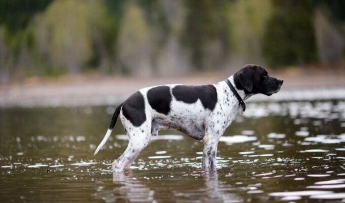 5 cách phòng và trị bệnh rối loạn đông máu ở chó Old Danish Pointer