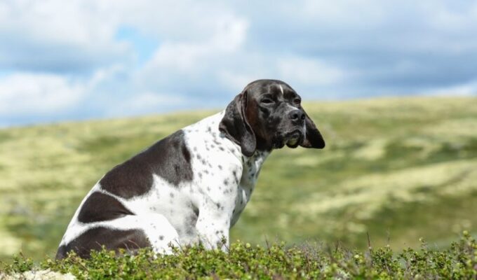 Cách phòng và điều trị bệnh tim mạch ở chó Old Danish Pointer: Hướng dẫn chi tiết