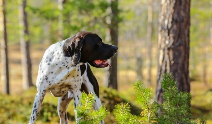 Cách phòng và điều trị bệnh răng miệng ở chó Old Danish Pointer: Bí quyết chăm sóc răng miệng cho thú cưng