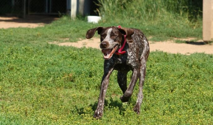 Top 10 đồ dùng nuôi chó Old Danish Pointer cần phải có trong nhà