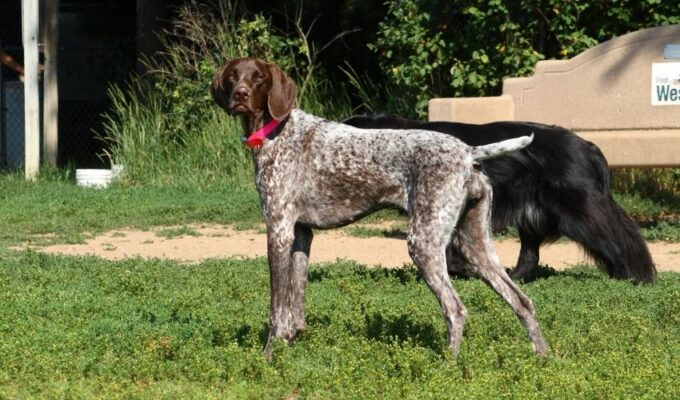 Những điều cần lưu ý khi chăm sóc và nuôi chó Old Danish Pointer tại nhà: Bí quyết hiệu quả