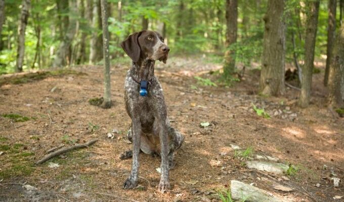 Cách chăm sóc chó Old Danish Pointer để tránh rối lông sau khi tắm