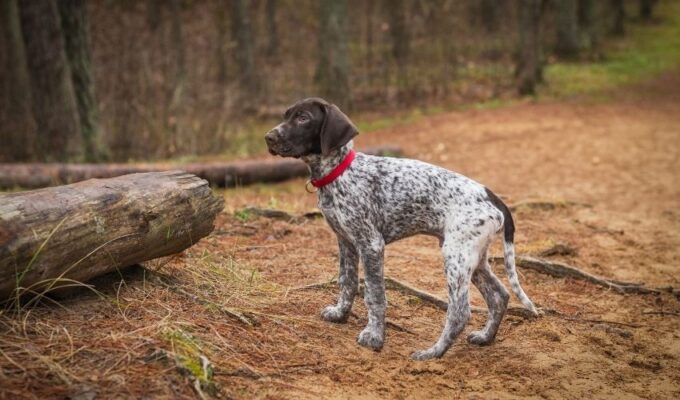 Kiểm tra sức khỏe chó Old Danish Pointer trước khi nuôi: Hướng dẫn chi tiết