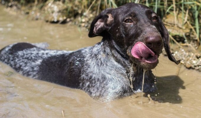 Tại sao chó Old Danish Pointer kén ăn và cách xử lý hiệu quả