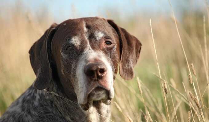 Giải đáp mọi thắc mắc khi chăm sóc chó con Old Danish Pointer