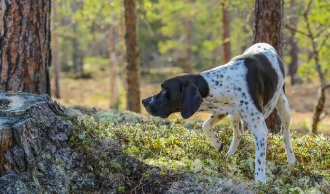 Cách phòng và trị bệnh béo phì ở chó Old Danish Pointer: Bí quyết chăm sóc sức khỏe cho thú cưng