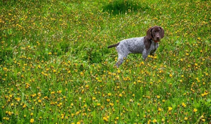 Cách chăm sóc chó Old Danish Pointer con sơ sinh khi không có mẹ: Bí quyết nuôi con vật mới sinh cho người mới tập nuôi chó.