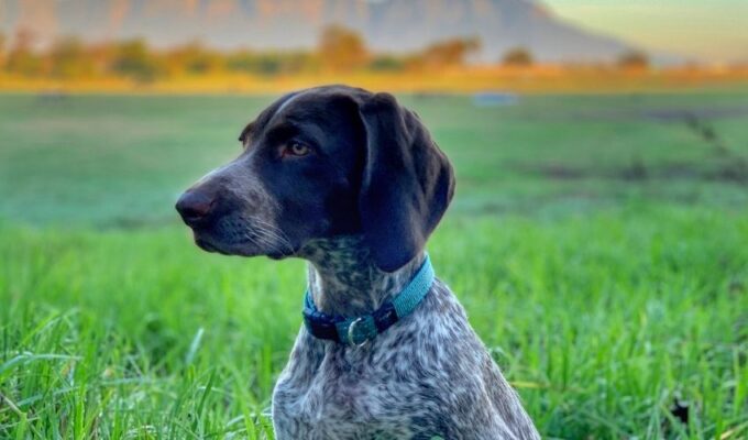 Cách nuôi chó Old Danish Pointer con an toàn và không ngộ độc thức ăn