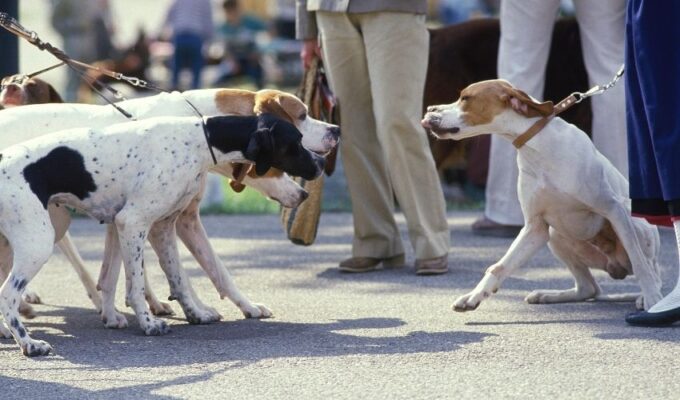 Cách điều trị viêm ruột cho chó Old Danish Pointer: Hướng dẫn chi tiết