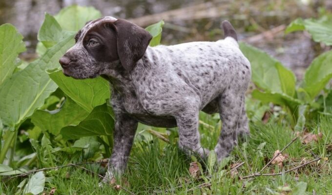 Cách điều trị bệnh rận ký sinh trên lông chó Old Danish Pointer: Phương pháp hiệu quả