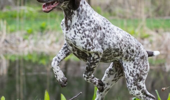 Cách phòng tránh bệnh rận ký sinh trên lông chó Old Danish Pointer: Bí quyết chăm sóc hiệu quả