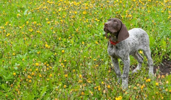 Nuôi chó Old Danish Pointer: Chi phí nuôi cần thiết và giá trị đáng đầu tư