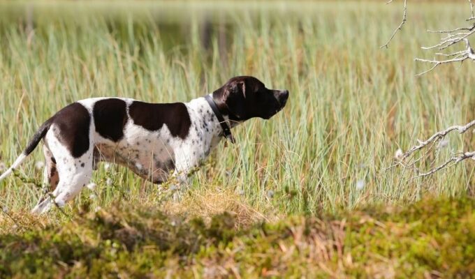 Biểu hiện và cách phòng tránh tiêu chảy cho chó Old Danish Pointer