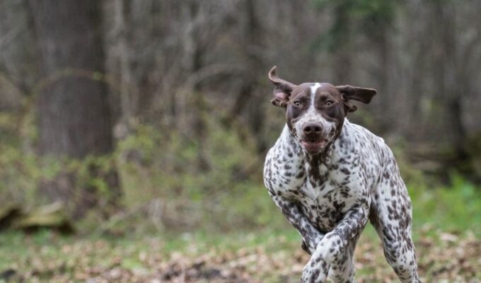 Những dấu hiệu chó Old Danish Pointer bị tiêu chảy cần phải biết