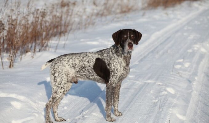 Những điều cần lưu ý khi chăm sóc chó Old Danish Pointer