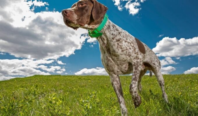 Làm thế nào để tiêm phòng vacxin phòng bệnh cho chó con Old Danish Pointer