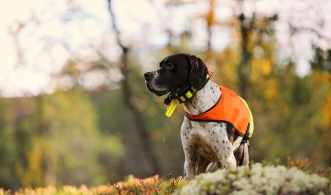 Chó Old Danish Pointer: Mức sinh sản một năm đẻ bao nhiêu lứa?