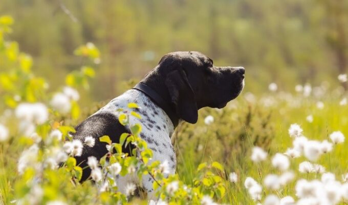 Cách phòng và trị bệnh về mắt cho chó Old Danish Pointer: Bí quyết chăm sóc mắt hiệu quả