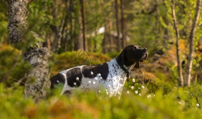 5 Kinh Nghiệm Nuôi Chó Old Danish Pointer Từ Nhỏ Đến Lớn Hiệu Quả